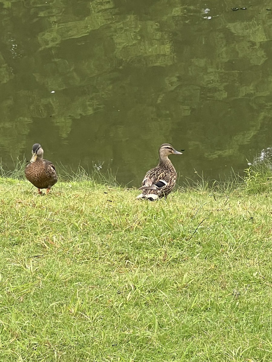 Canard colvert - ML638840975