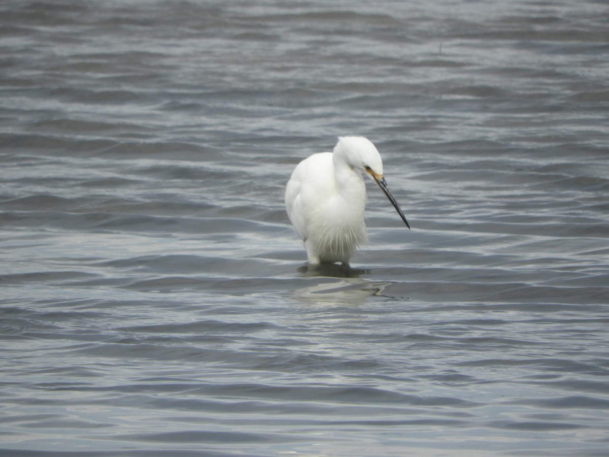 Little Egret - ML638840992