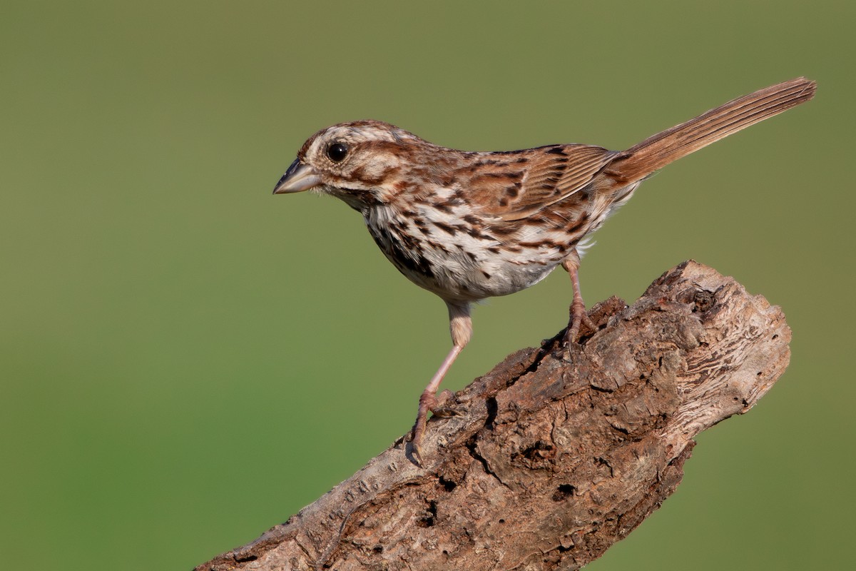 Song Sparrow - ML638840993