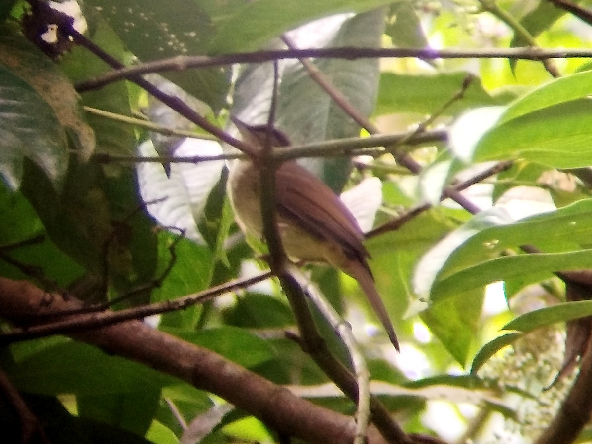 Buff-vented Bulbul - ML638840995