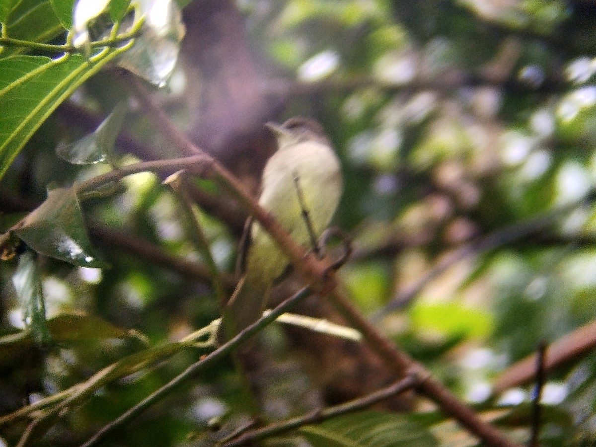 Buff-vented Bulbul - ML638840996