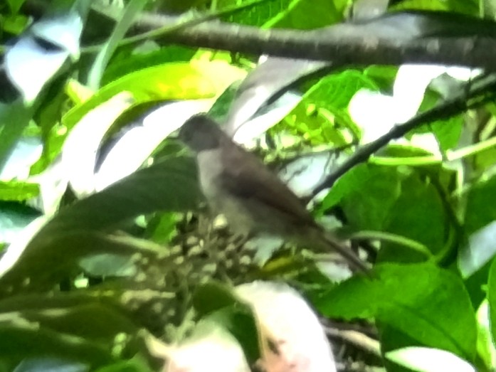 Spectacled Bulbul - ML638841054