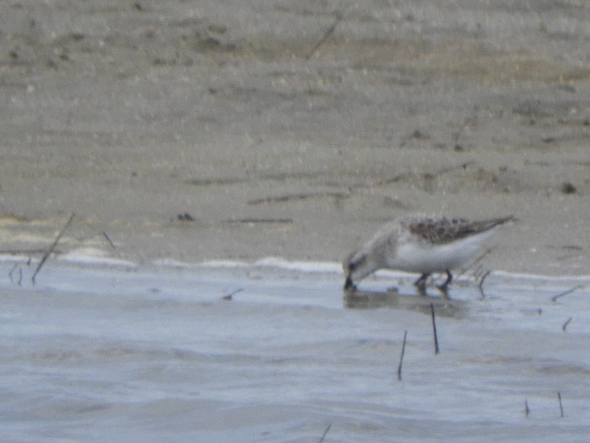 Red-necked Stint - ML638841062