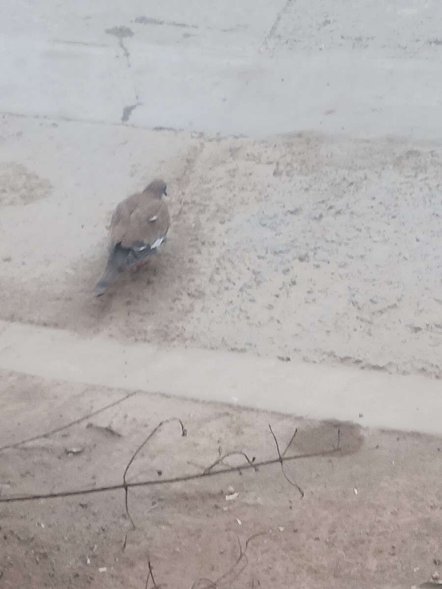 West Peruvian Dove - ML638841073