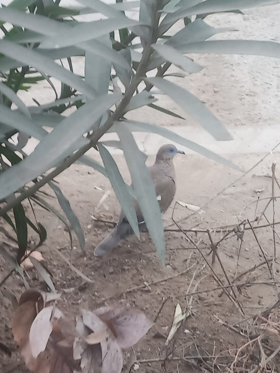 West Peruvian Dove - ML638841074