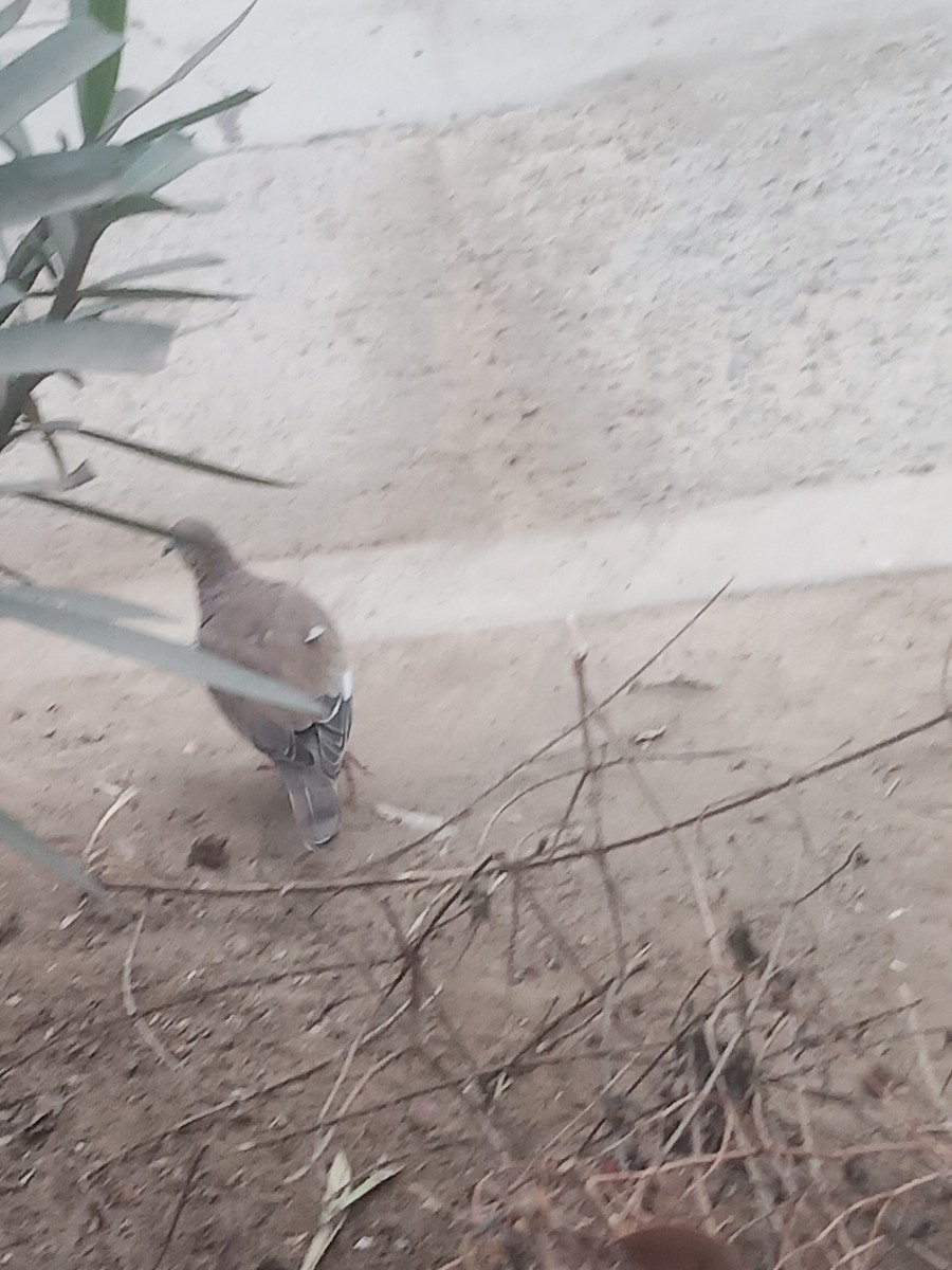 West Peruvian Dove - ML638841076