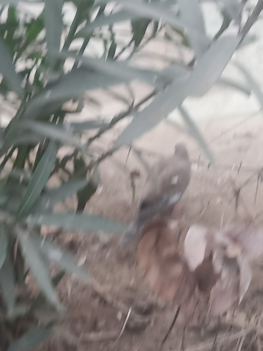 West Peruvian Dove - ML638841077