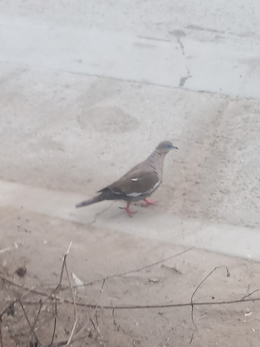 West Peruvian Dove - ML638841078