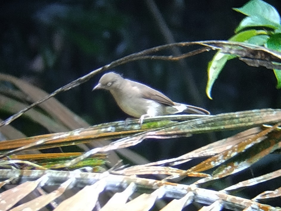 Cream-vented Bulbul - ML638841194