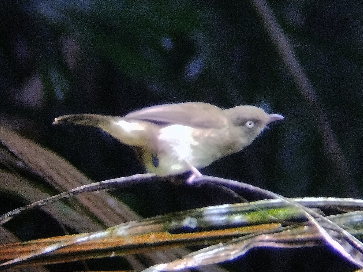 Cream-vented Bulbul - ML638841195