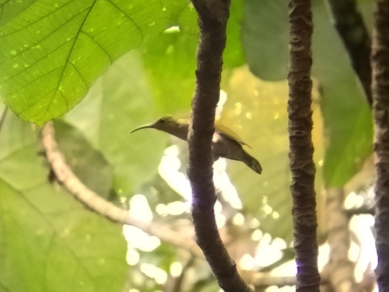 Gray-breasted Spiderhunter - ML638841246