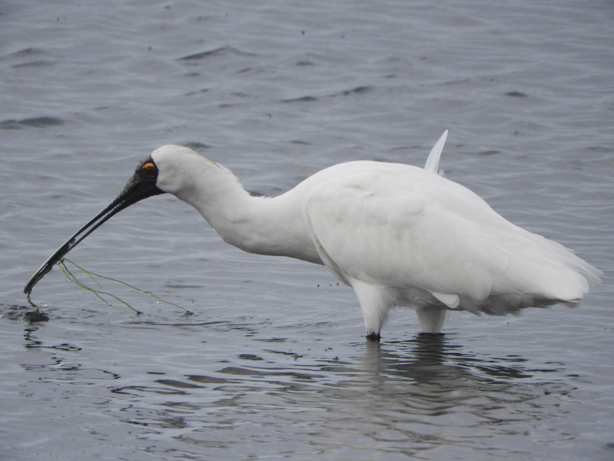 Royal Spoonbill - ML638841251
