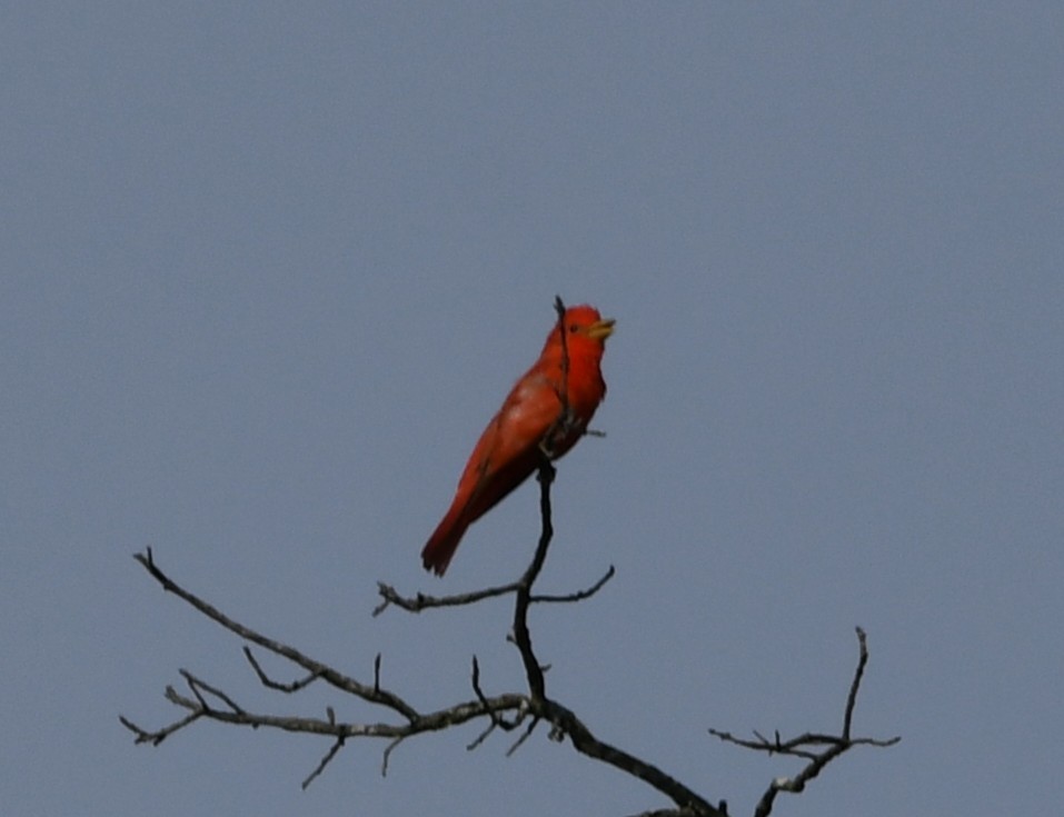 Summer Tanager - ML638841263