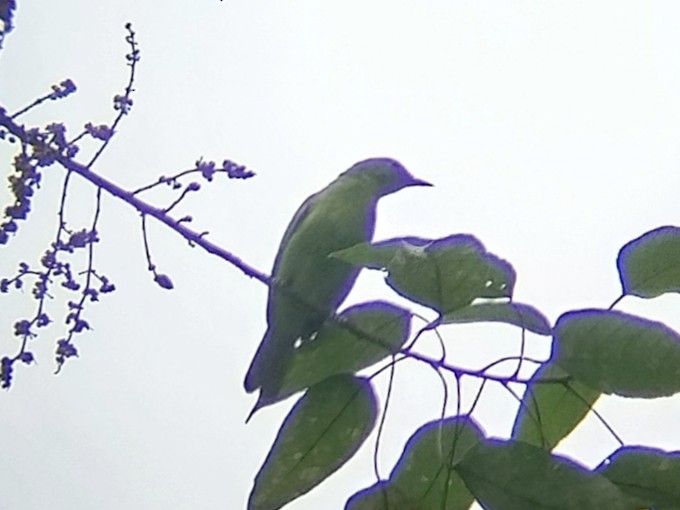 Lesser Green Leafbird - ML638841265