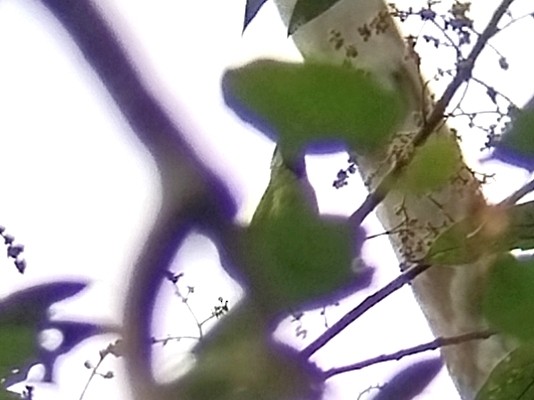 Lesser Green Leafbird - ML638841266