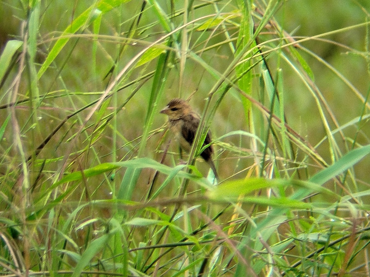 Baya Weaver - ML638841288