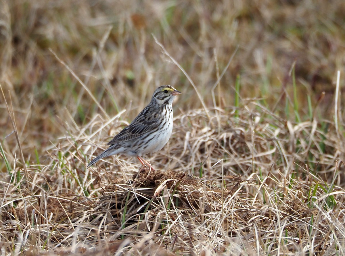 Savannah Sparrow - ML638841289