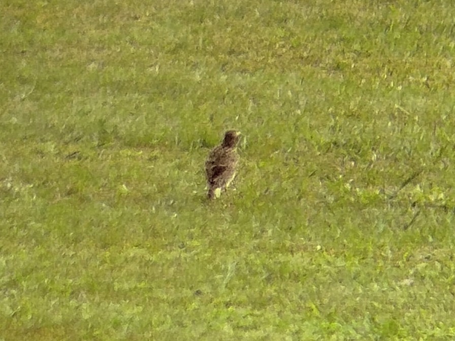 Paddyfield Pipit - ML638841299