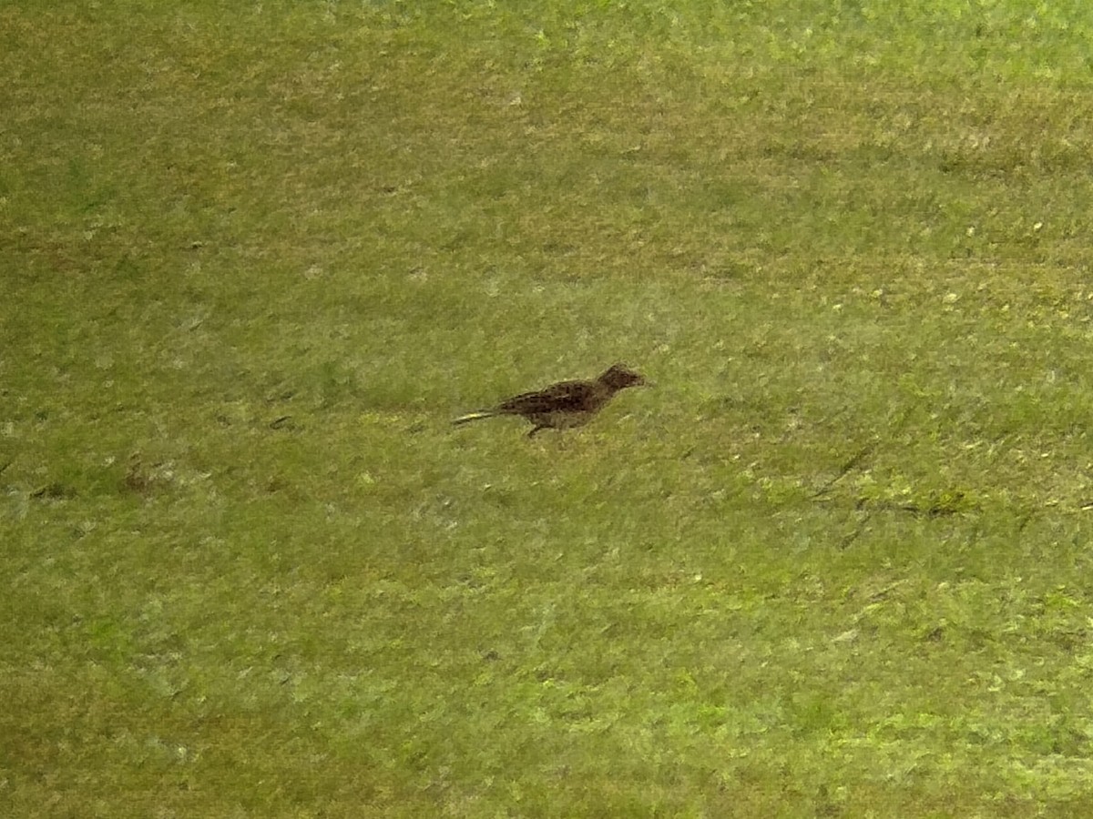 Paddyfield Pipit - ML638841301