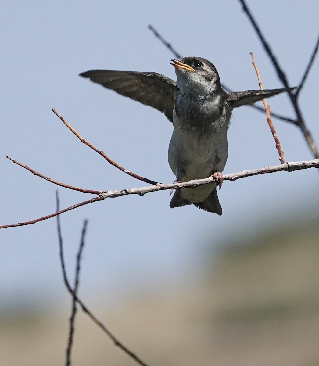 Hirondelle à face blanche - ML638841343
