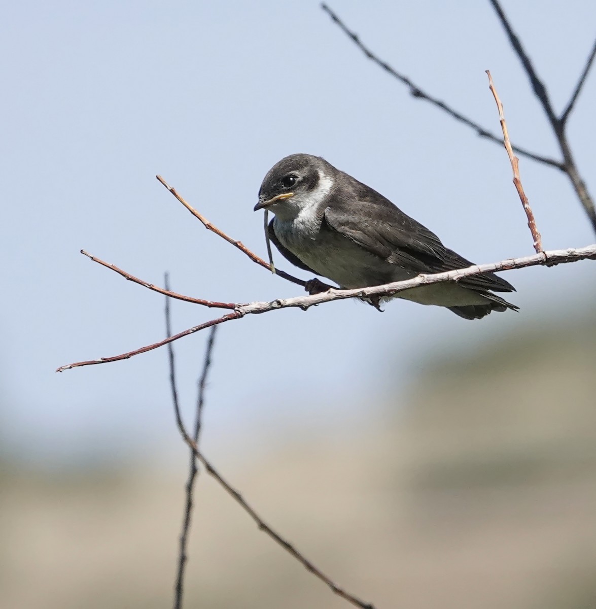 Hirondelle à face blanche - ML638841345