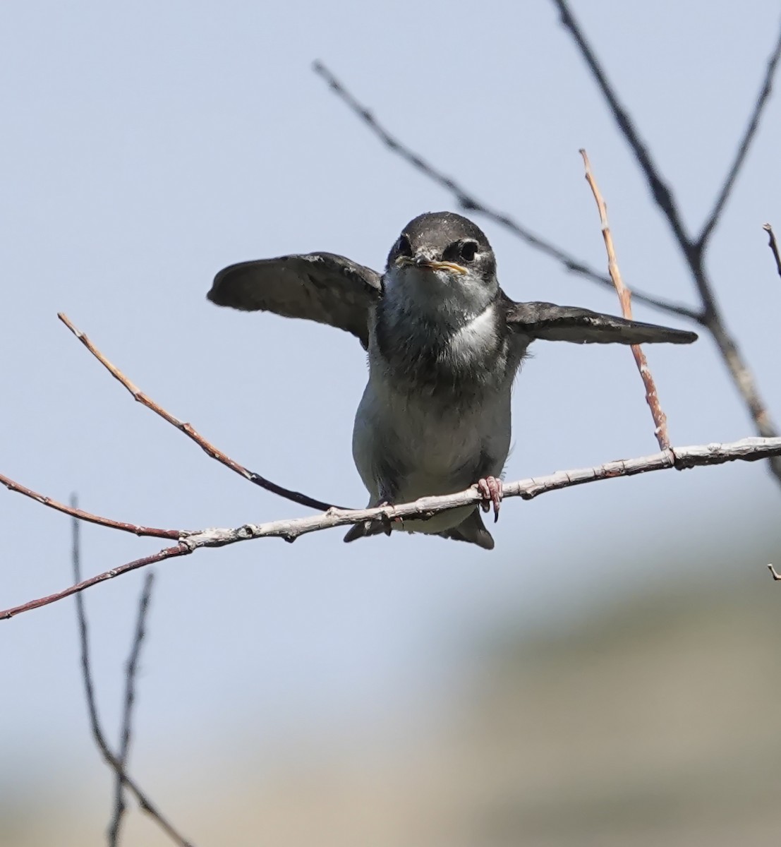 Hirondelle à face blanche - ML638841347