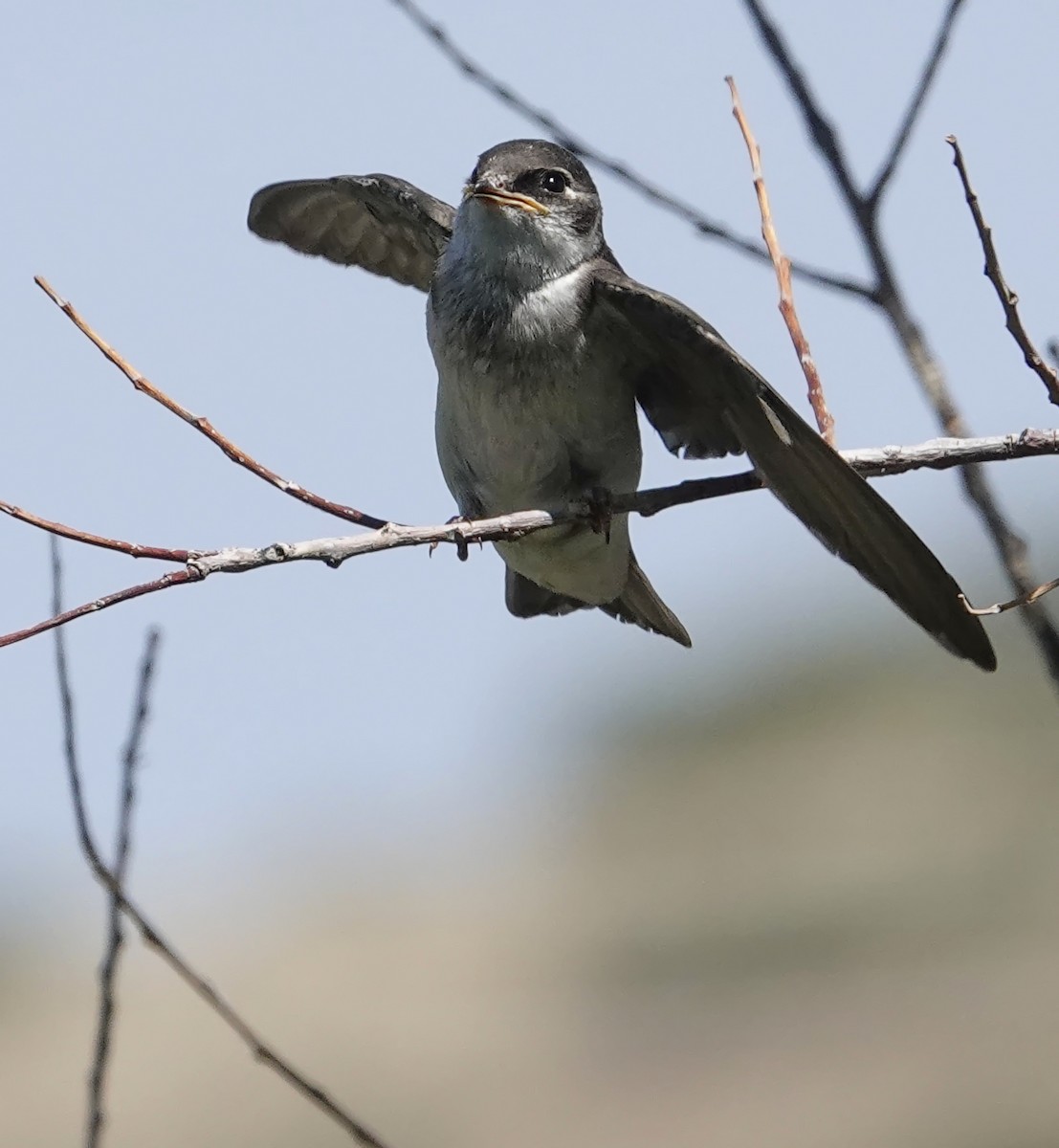 Hirondelle à face blanche - ML638841348