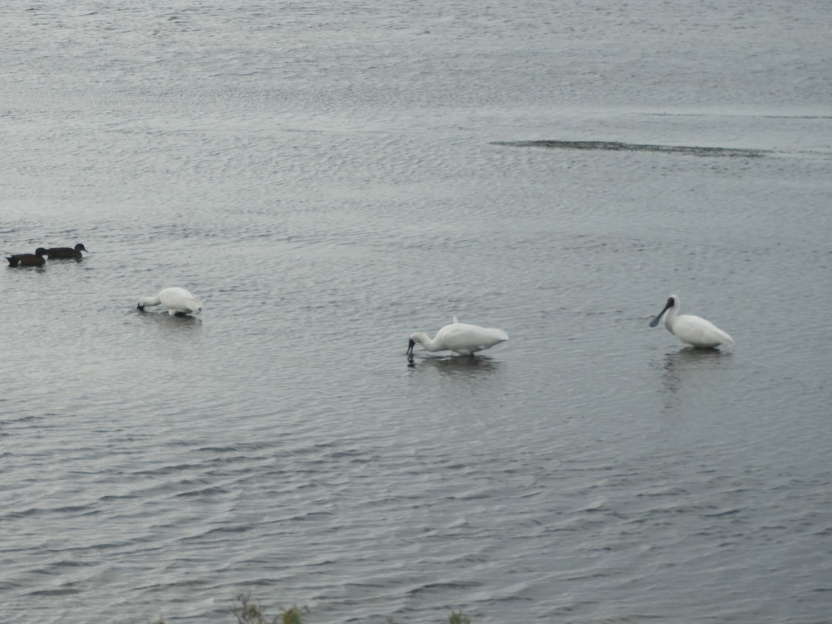 Royal Spoonbill - ML638841355