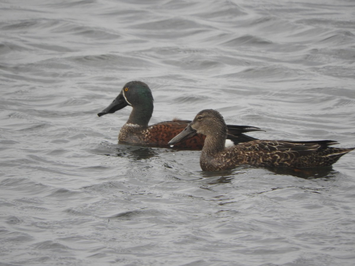 Australasian Shoveler - ML638841412