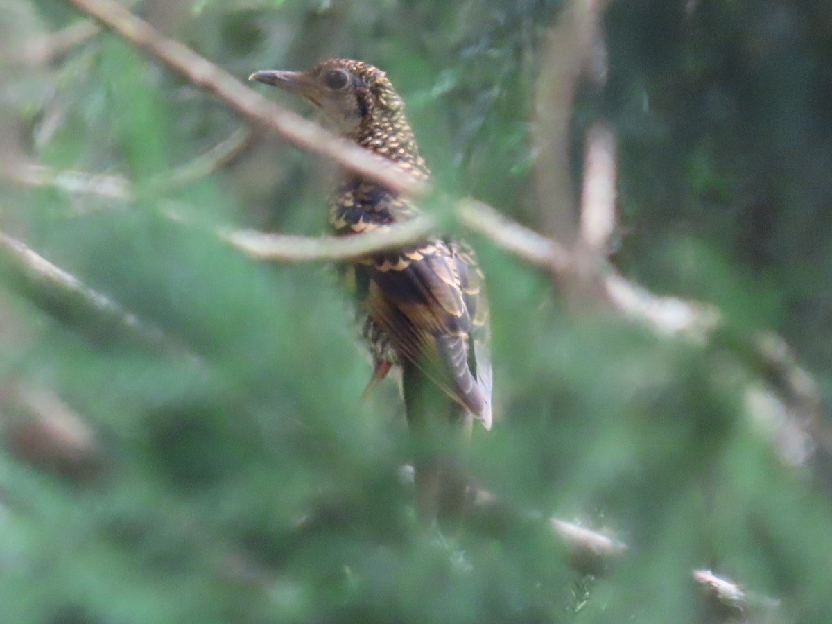 Scaly Thrush (Scaly) - ML638841439