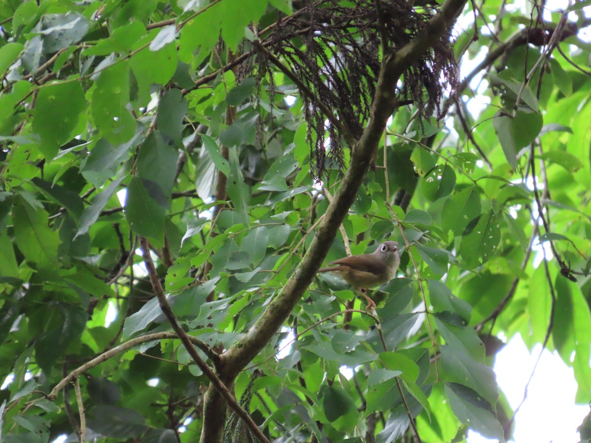 Morrison's Fulvetta - ML638841458