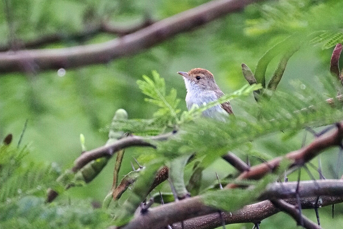 Fulvous-crowned Scrub-Tyrant - ML638841498