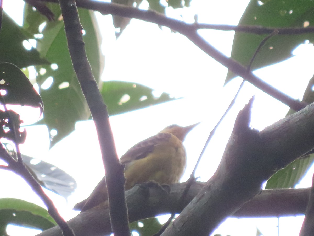 Cream-colored Woodpecker - ML638841511