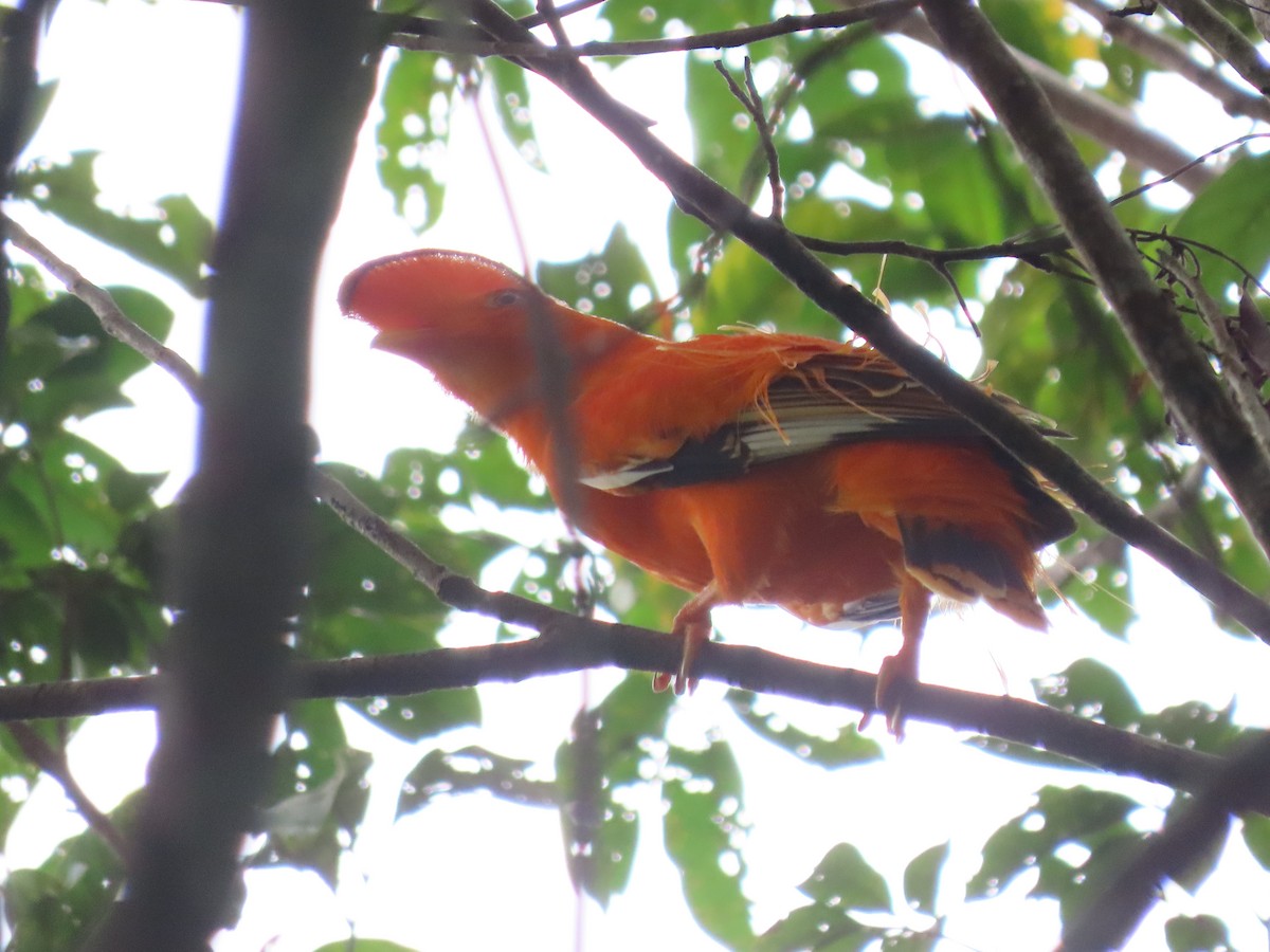 Guianan Cock-of-the-rock - ML638841517