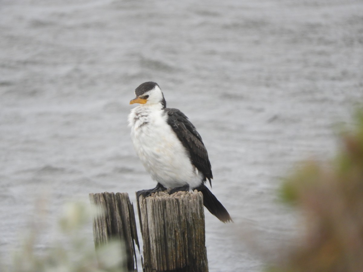 Little Pied Cormorant - ML638841529