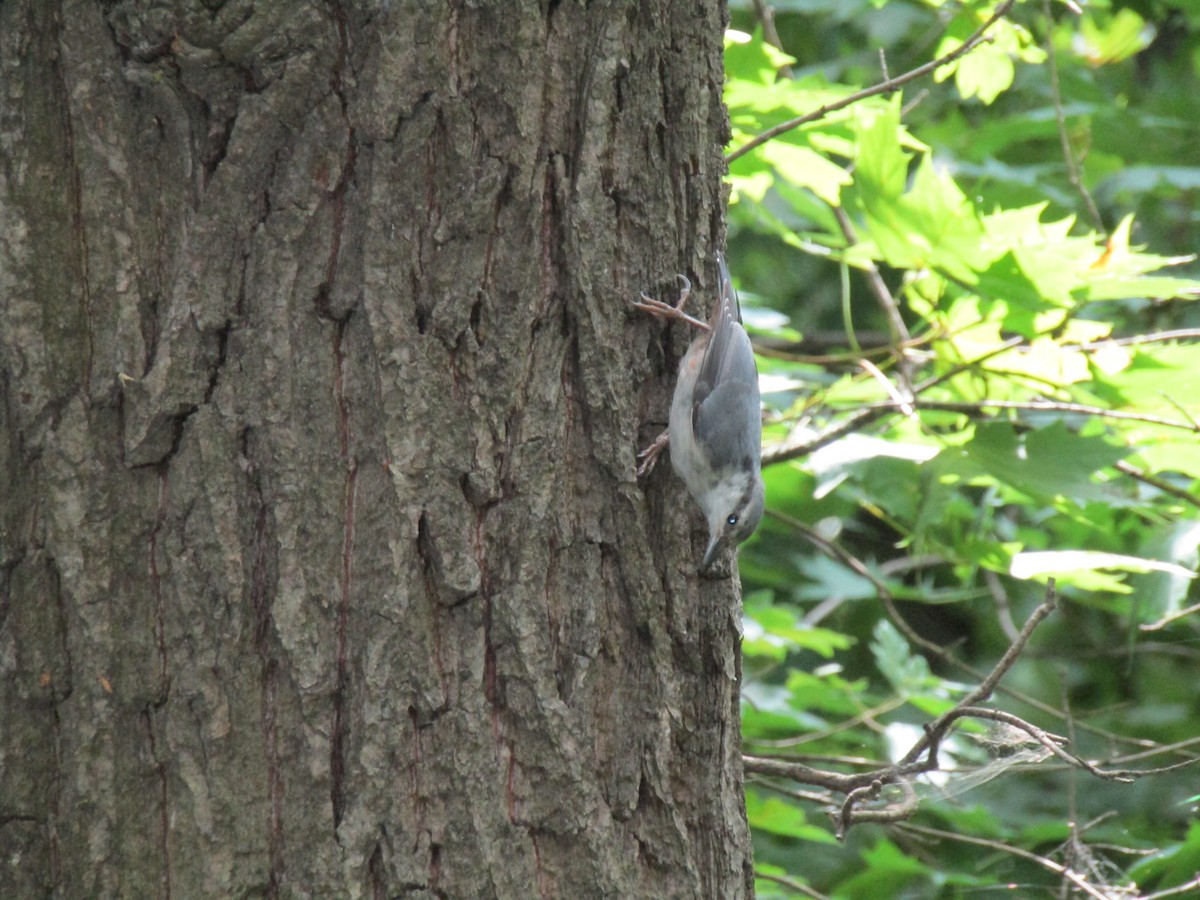 Eurasian Nuthatch - ML638841554