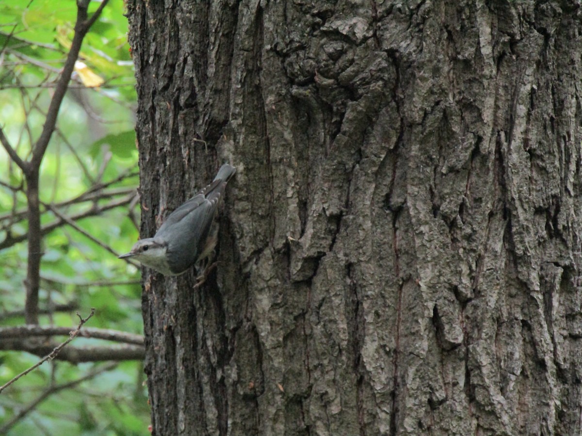 Eurasian Nuthatch - ML638841555