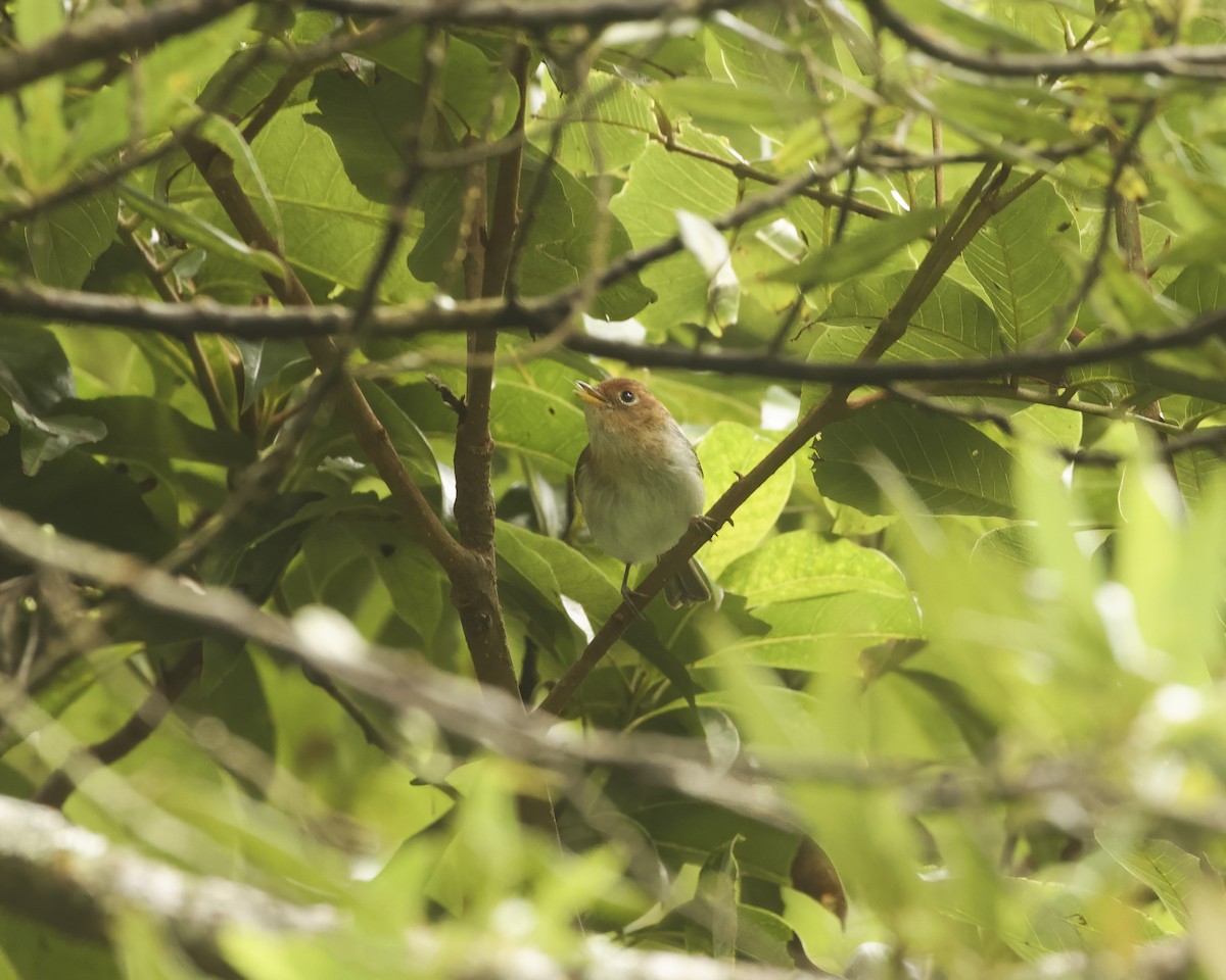 sundasanger (grammiceps) - ML638841587