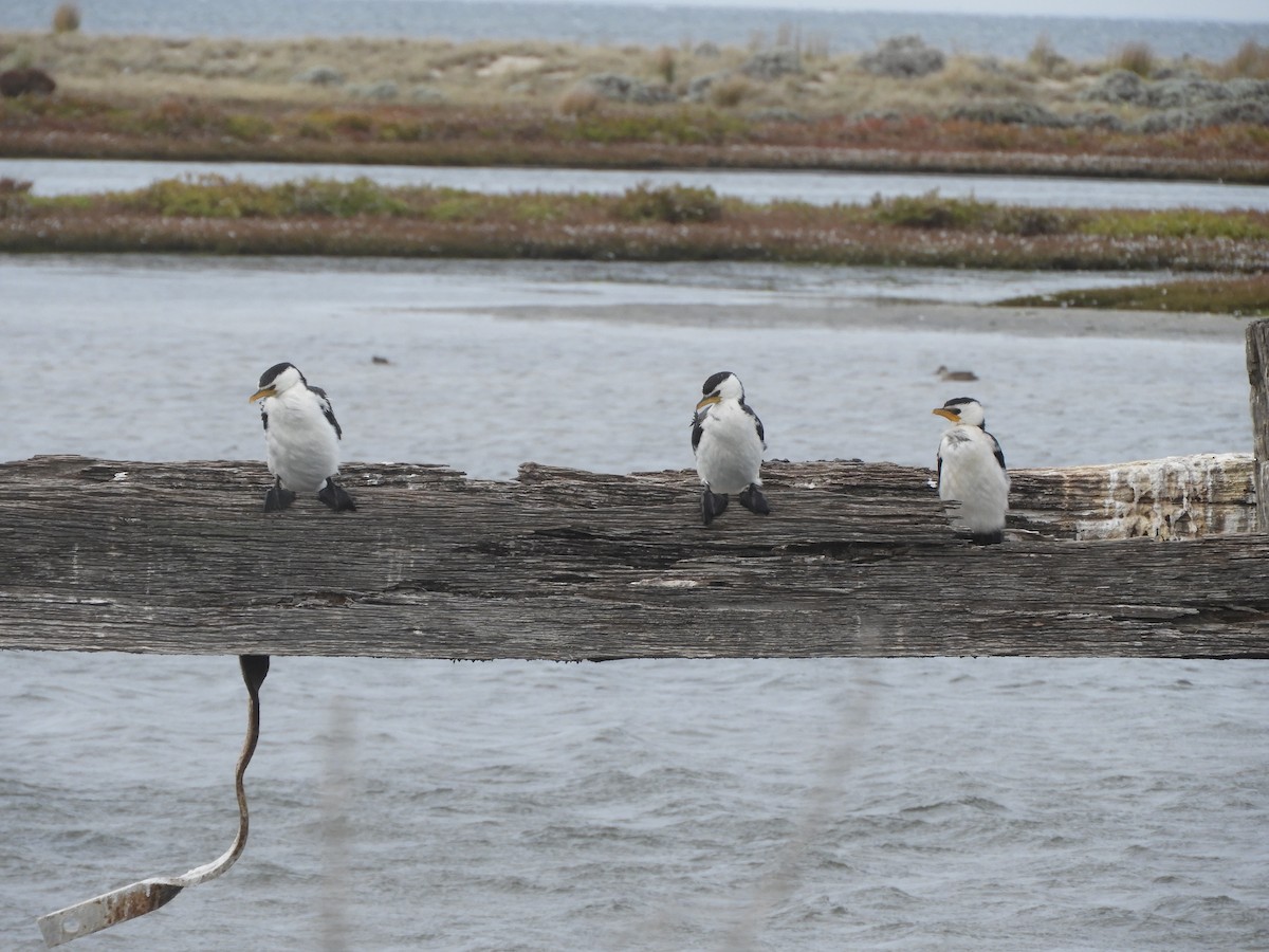 Little Pied Cormorant - ML638841604