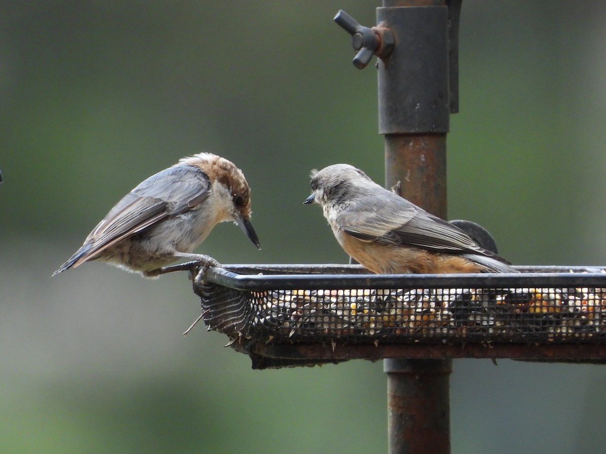 Brown-headed Nuthatch - ML638841614