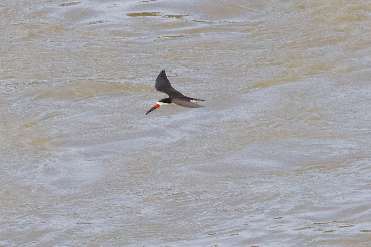 Black Skimmer - ML638841671