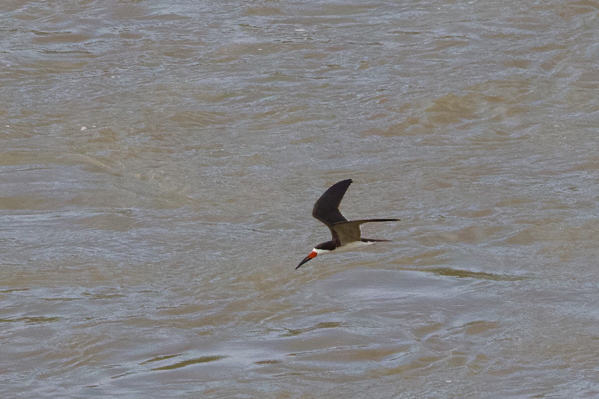 Black Skimmer - ML638841672