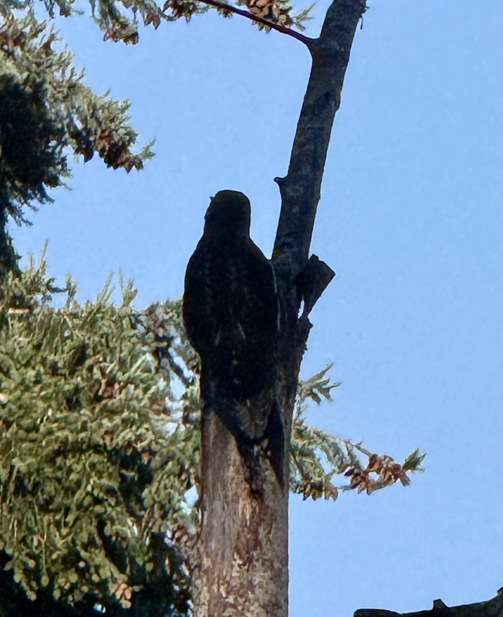 Red-breasted Sapsucker - ML638841731