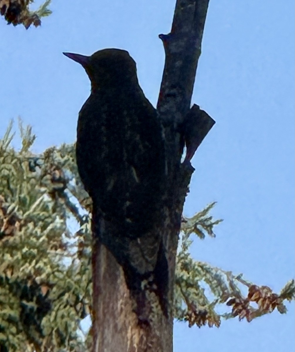 Red-breasted Sapsucker - ML638841732