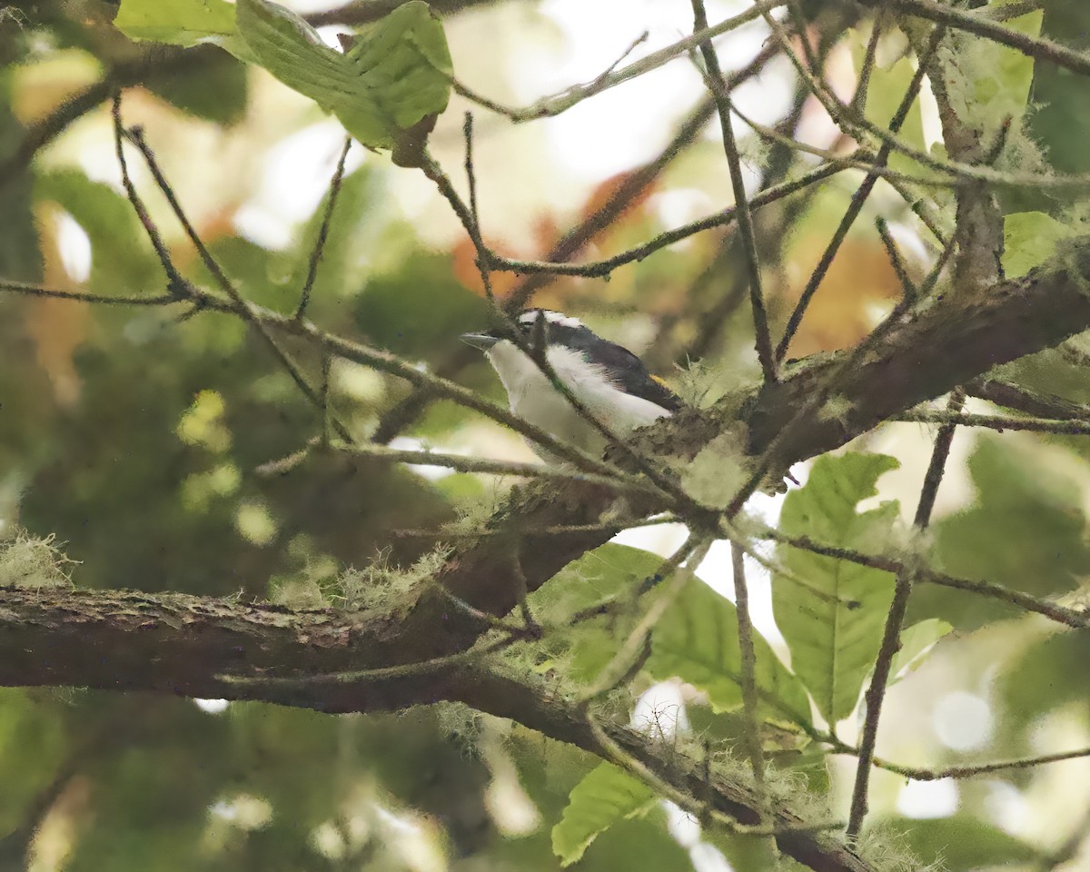 Vireo Alcaudón Pío - ML638841749