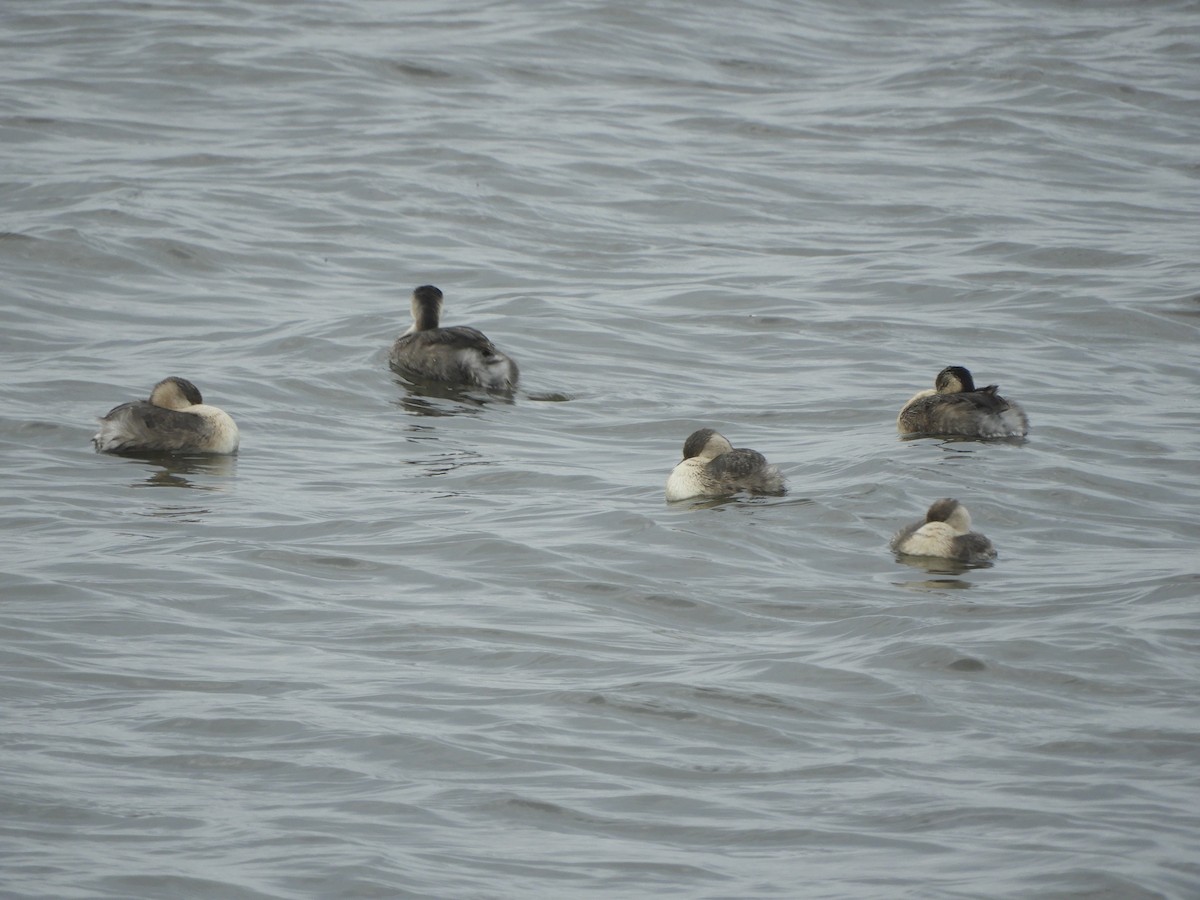 Hoary-headed Grebe - ML638841773