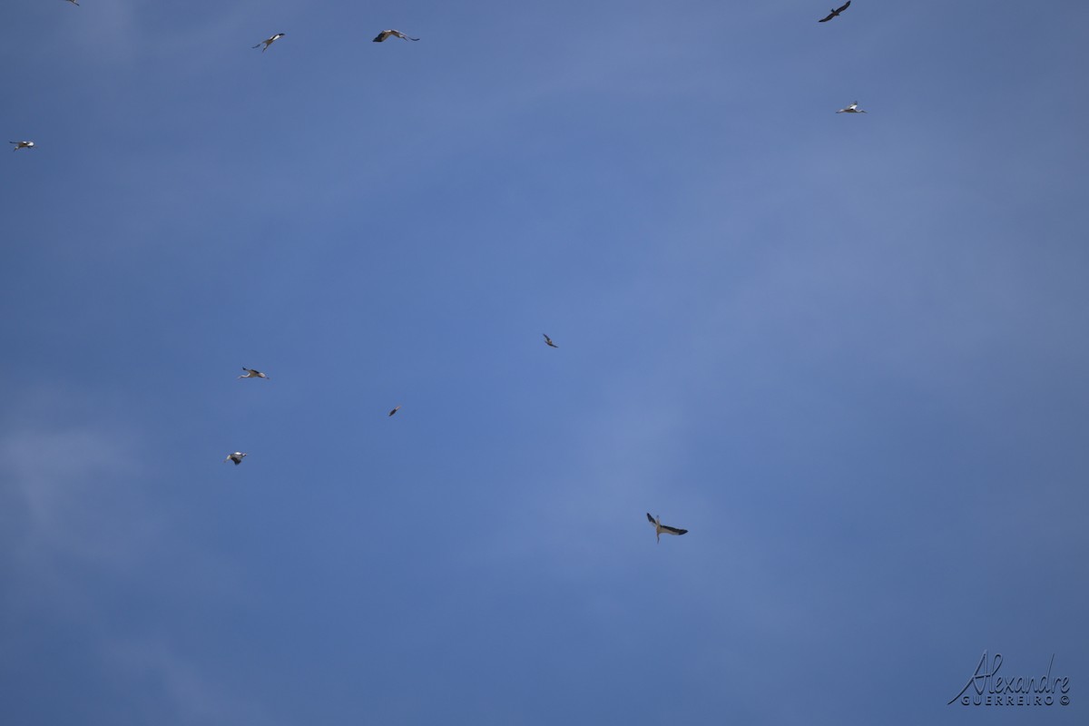 Black Kite - ML638841786