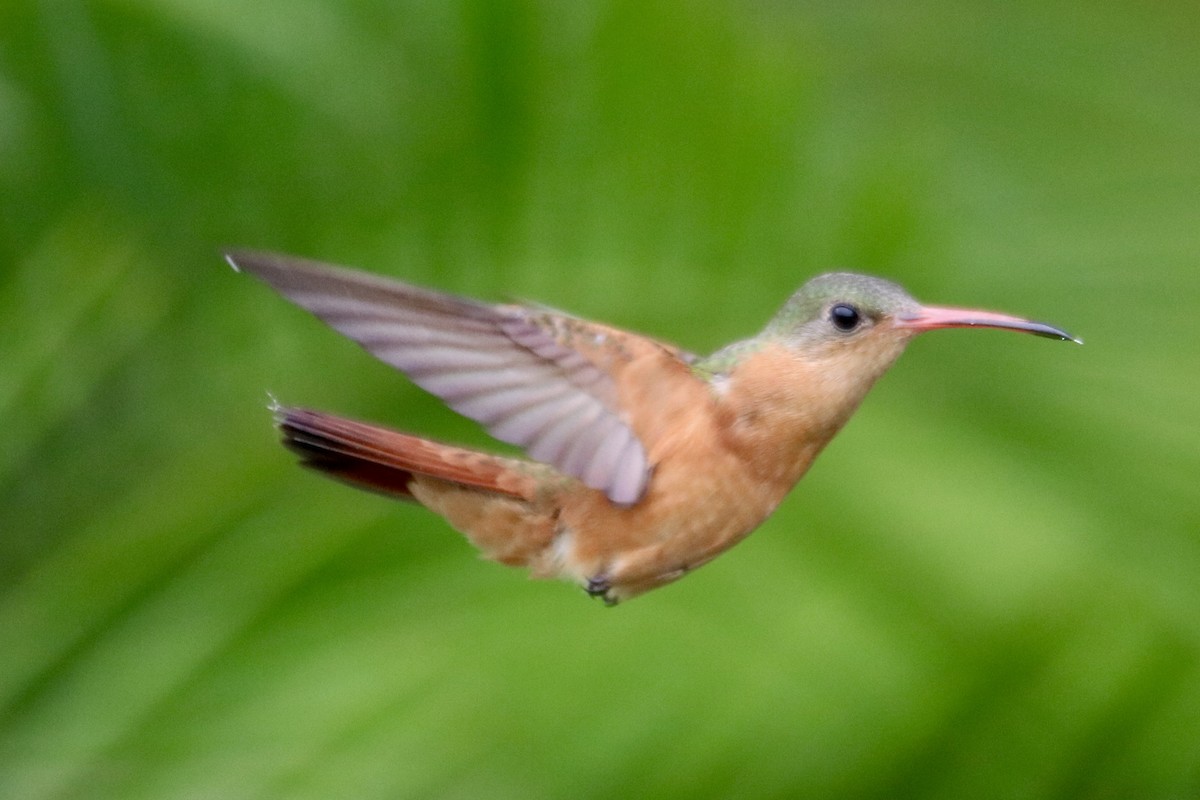 Cinnamon Hummingbird - ML638841807