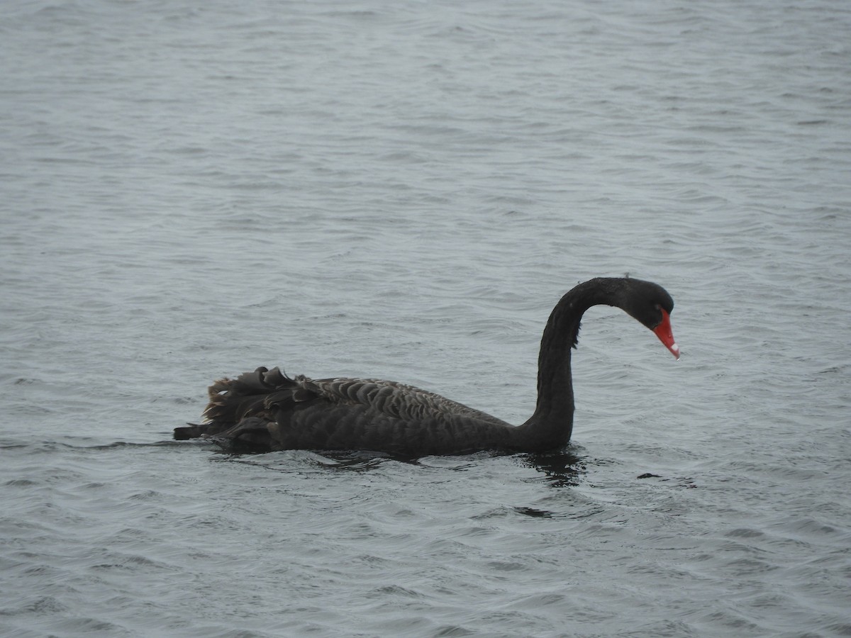Black Swan - ML638841818