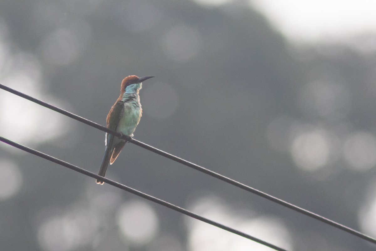 Rufous-crowned Bee-eater - ML638841819